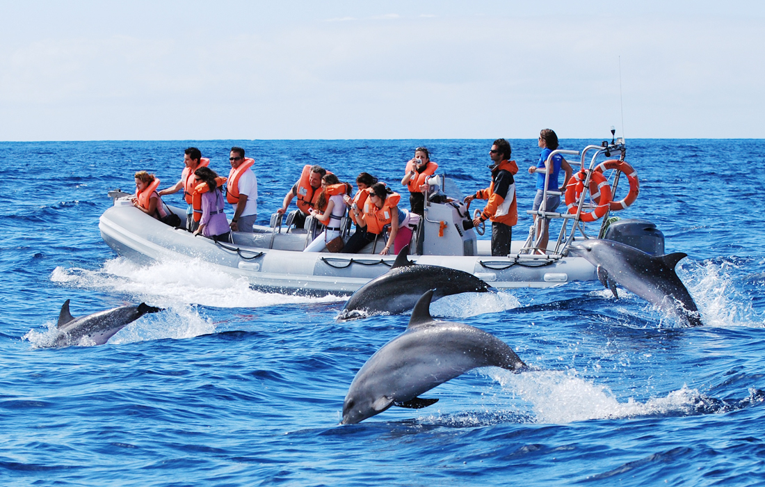 Whale and Dolphing watching in Azores