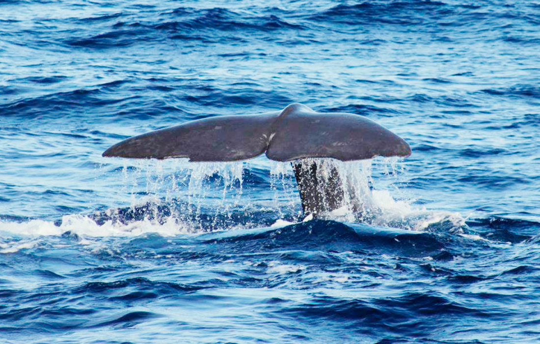 Whale and Dolphing watching in Azores